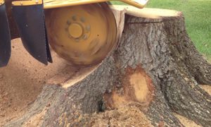 stump-removal