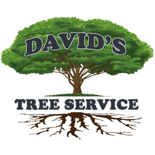 David's Tree Service Tree Trimming, Maintenance & Removal - David's ...